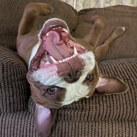 Meet your Posher, Michelle - Picture 1 of 1